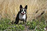 BOSTON TERRIER 003